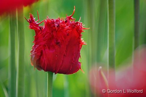 Shaggy Red Tulip_48805.jpg - Photographed near Ottawa, Ontario - the Capital of Canada.